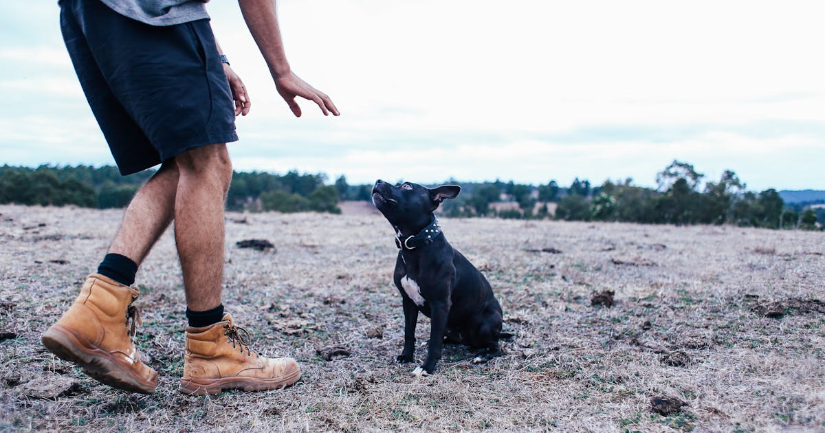 Board & Train vs. In-Home Dog Training: Which Is Right for Your Dog?